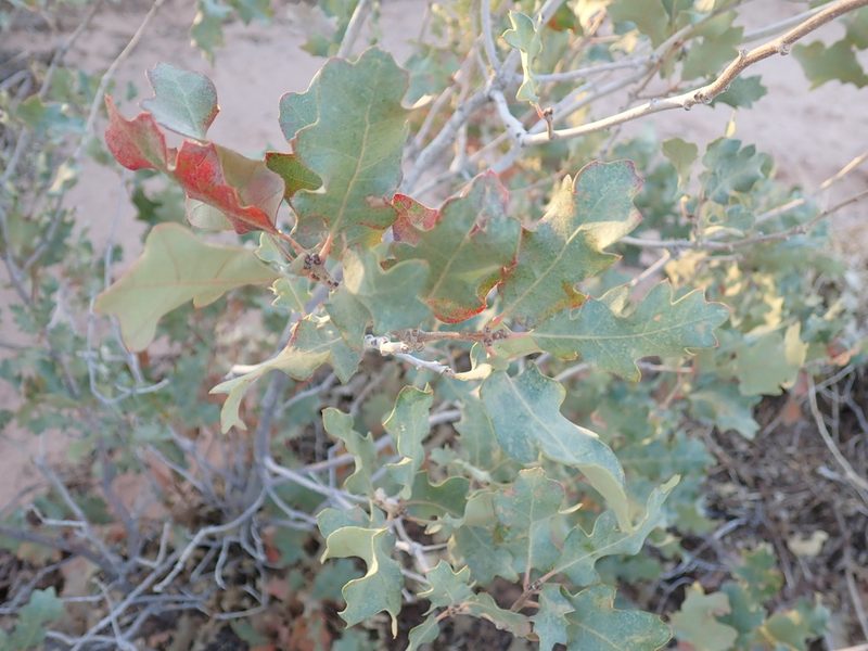 Quercus welshii, photographed by John Brew