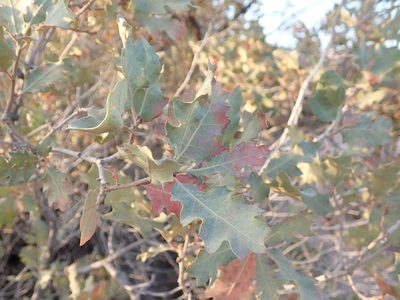 Quercus welshii, photographed by John Brew