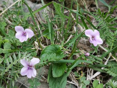 Viola somchetica, photographed by Todd Boland