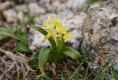 Orchis pauciflora, photographed by Thomas Gyselinck