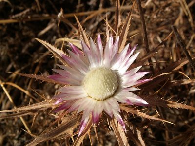 Carlina lanata, photographed by Yves Bas