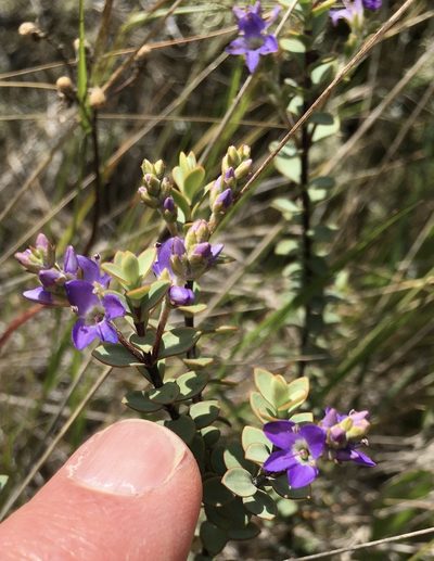 Veronica pimeleoides, photographed by Henrik Kibak