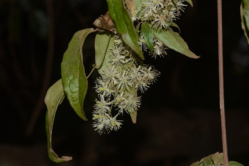 Clematis javana, photographed by S.MORE