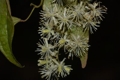 Clematis javana, photographed by S.MORE