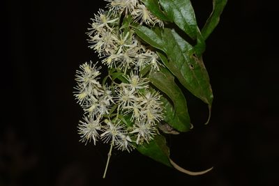 Clematis javana, photographed by S.MORE