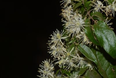 Clematis javana, photographed by S.MORE