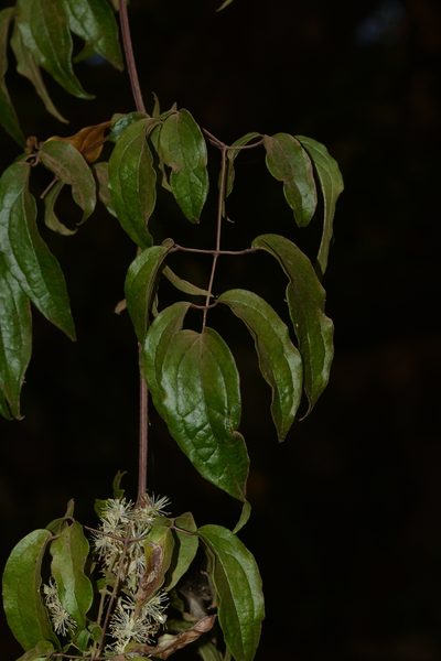 Clematis javana, photographed by S.MORE
