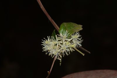 Clematis javana, photographed by S.MORE