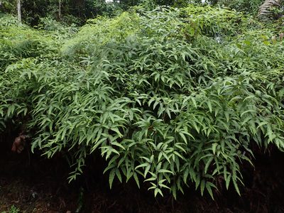Gleichenella pectinata, photographed by Julien Renoult