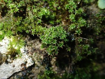 Zygodon viridissimus, photographed by George Greiff