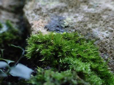 Rhynchostegiella tenella, photographed by George Greiff