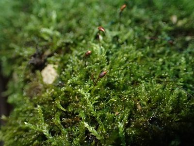 Rhynchostegium murale, photographed by George Greiff