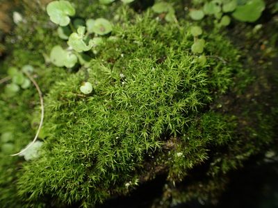 Vinealobryum vineale, photographed by George Greiff