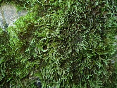 Plasteurhynchium striatulum, photographed by George Greiff