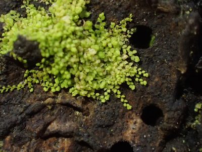 Myriocoleopsis minutissima, photographed by George Greiff
