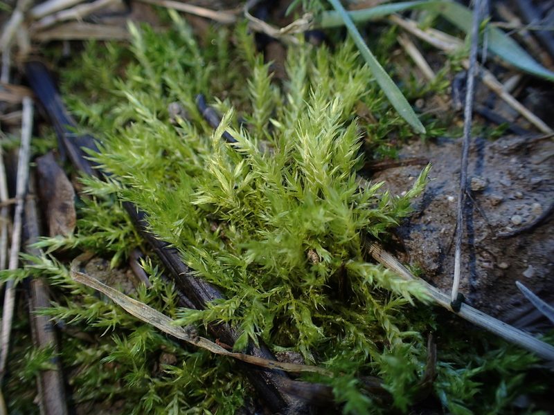 Brachythecium mildeanum, photographed by George Greiff