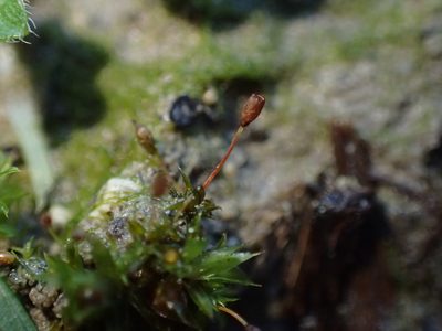 Microbryum davallianum, photographed by George Greiff