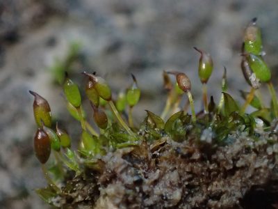 Microbryum davallianum, photographed by George Greiff