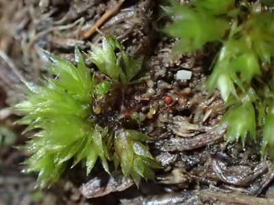 Rosulabryum rubens, photographed by George Greiff