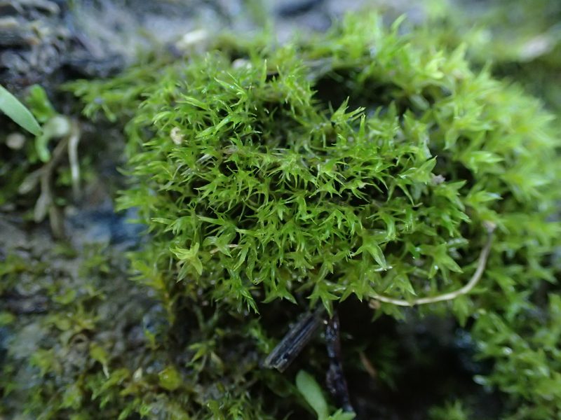 Aongstroemia schreberiana, photographed by George Greiff
