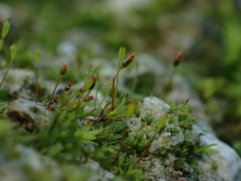 Fissidens viridulus, photographed by George Greiff