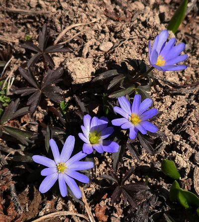 Anemonoides caucasica, photographed by Todd Boland