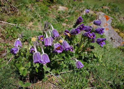 Pulsatilla violacea, photographed by Todd Boland