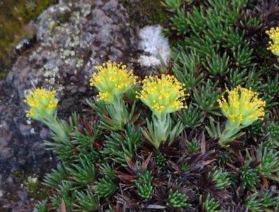 Saxifraga juniperifolia, photographed by Todd Boland