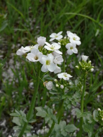 Cardamine uliginosa, photographed by Todd Boland