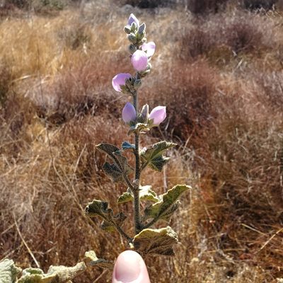Malacothamnus davidsonii, photographed by Dan Horowitz