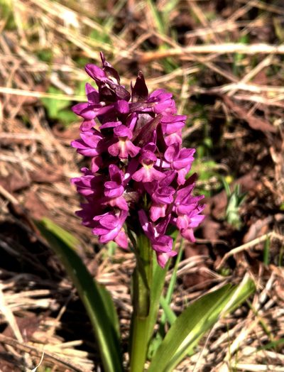 Dactylorhiza romana, photographed by Todd Boland