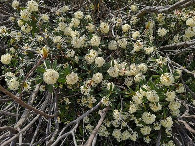 Daphne glomerata, photographed by Todd Boland