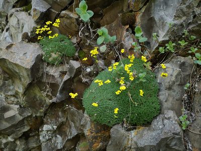 Draba bryoides, photographed by Todd Boland