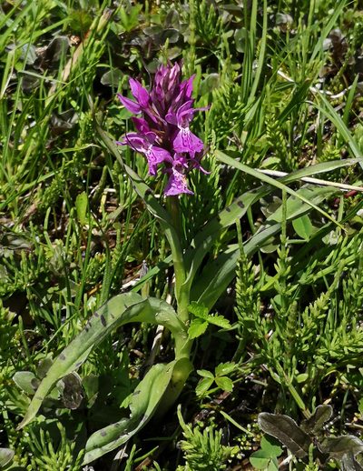 Dactylorhiza euxina, photographed by Todd Boland