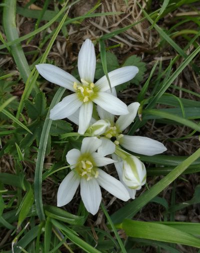 Ornithogalum sigmoideum, photographed by Todd Boland