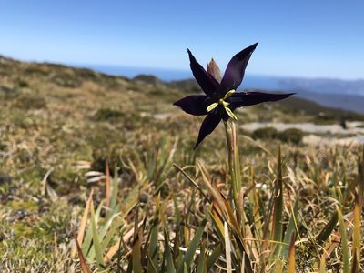 Isophysis tasmanica, photographed by Ramit Singal