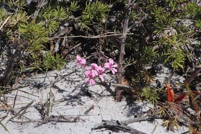 Pelargonium psammophilum, photographed by Tony Rebelo
