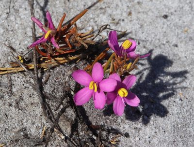 Chironia linoides, photographed by Tony Rebelo