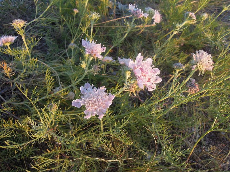 Lomelosia isetensis, photographed by Светлана Кузнецова