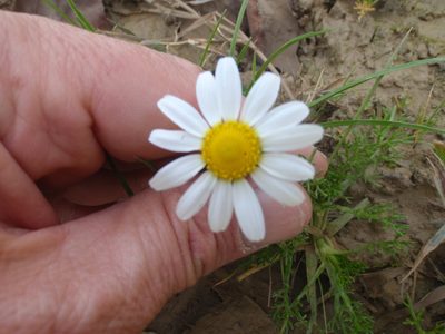 Chamaemelum fuscatum, photographed by Karim Haddad