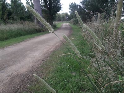 Phalaris aquatica, photographed by naturewatchwidow