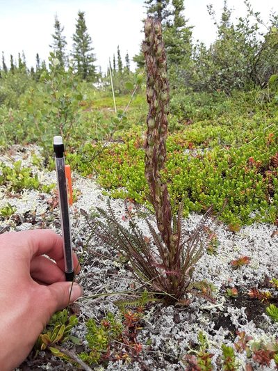 Pedicularis langsdorffii, photographed by lauralaska66