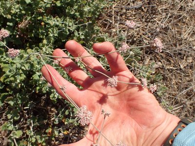 Eriogonum cinereum, photographed by George Williams
