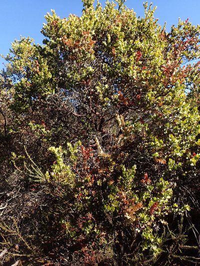 Arctostaphylos refugioensis, photographed by George Williams