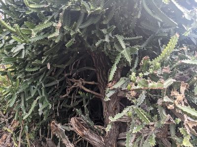 Euphorbia lactea, photographed by Zoltán Stekkelpak