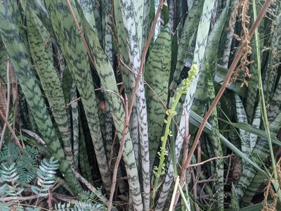 Dracaena trifasciata, photographed by Zoltán Stekkelpak