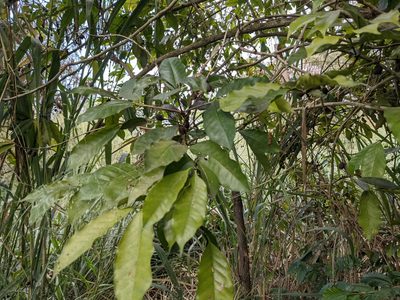 Coffea arabica, photographed by Zoltán Stekkelpak