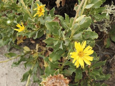 Grindelia chiloensis, photographed by Leonel Roget