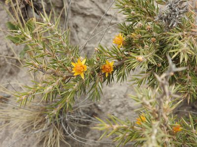 Chuquiraga erinacea, photographed by Leonel Roget