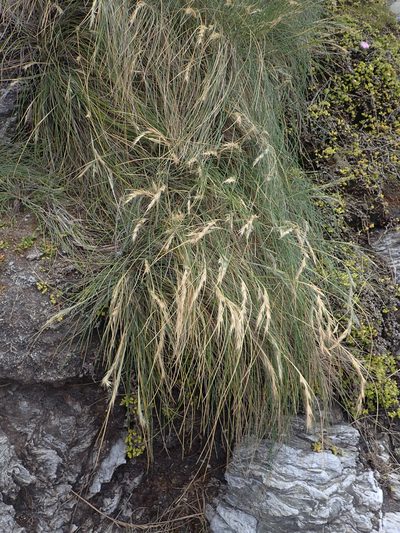 Festuca coxii, photographed by Peter de Lange